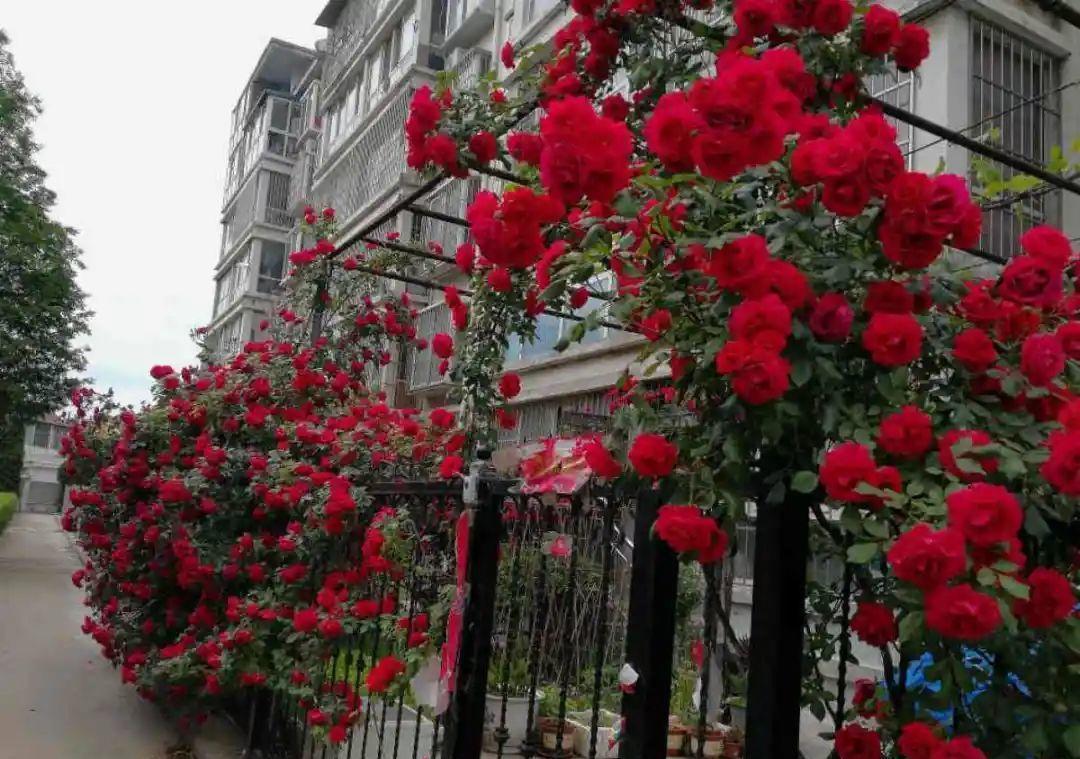 门口种了一棵花，竟被说是不吉利，怼回去：关你P事