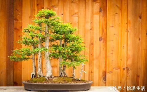 整体造型|盆景树木叶片太大,3个控叶技巧,让叶片变小,尽显古朴苍老,不学可惜了
