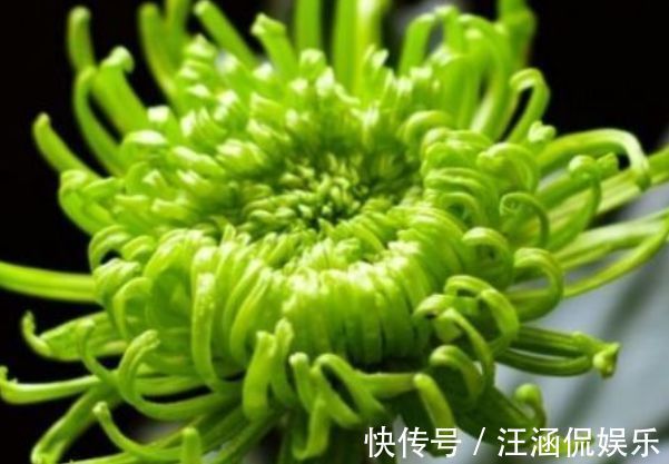 喜欢牡丹,不如养“优良名菊”绿朝云,花似惊鸿起舞,晶莹碧绿