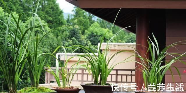 老前辈养兰花,盆里撒把粉,兰花呼呼长,叶子厚绿油亮,不烂根