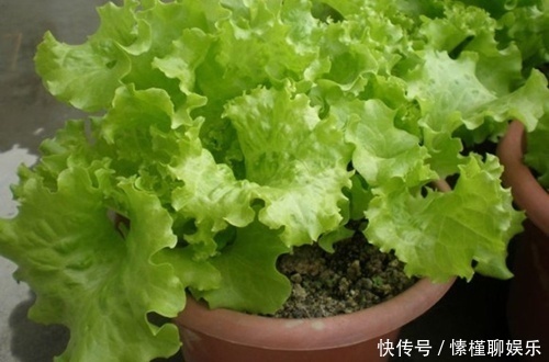 生菜|现在开始,花盆里养上“3种菜”,整个冬天“吃火锅”随便摘