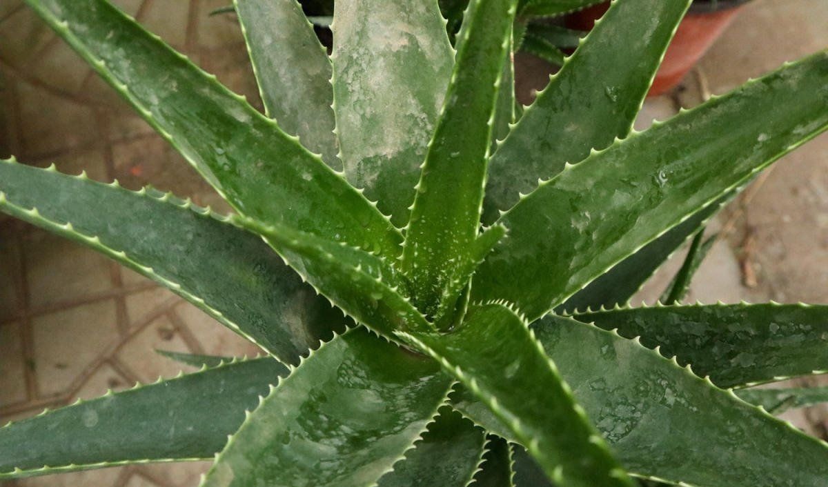 折腾不死的五种花，两个月不浇水，照样水灵灵