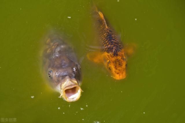 俗语|俗语“水至清则无鱼”,后半句更为经典,老祖宗的智慧