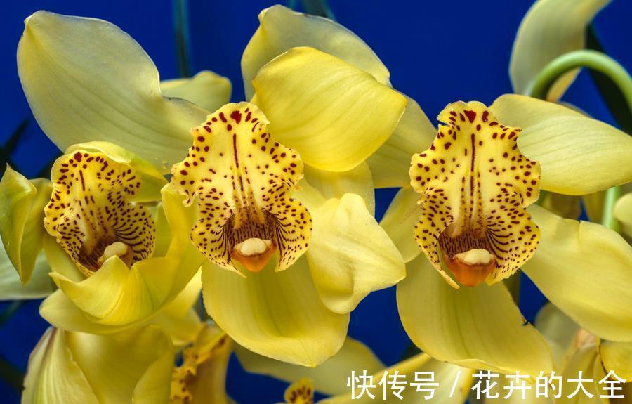 叶片|兰花中最好闻的大花蕙兰