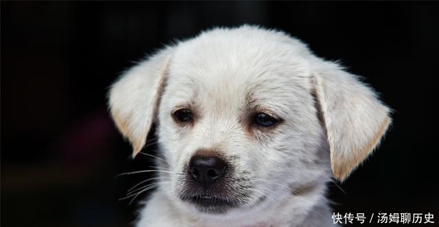 奸谋|唐朝因奸谋夫案私通左邻,撺掇右邻,一条狗牵出的毒妇害夫案