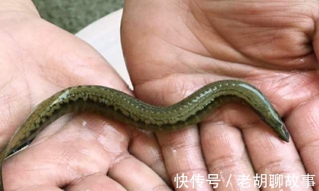 水库泥鳅精!广东水库老乡钓起“巨鳅”,当地人几十年没过了