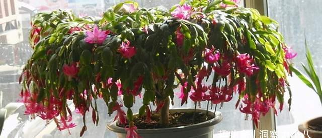 蟹爪兰有“三怕”,室内养护需避开,顺利春化,独苗开出层叠群兰