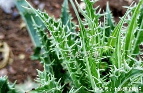 乡下浑身是刺的野草,过去当杂草砍除,如今是上好野菜,不看吃亏