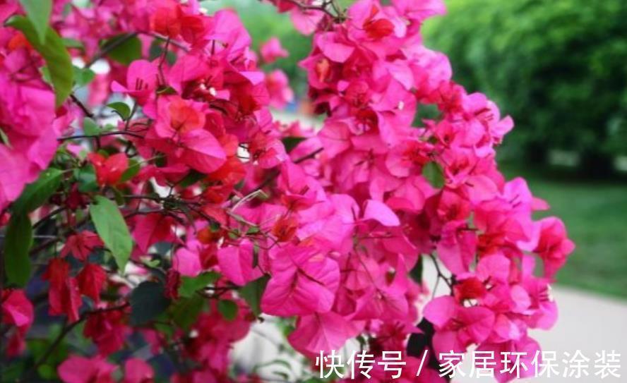 三角梅开花越来越少,教你几个“狠招”来催花,花苞一茬接一茬