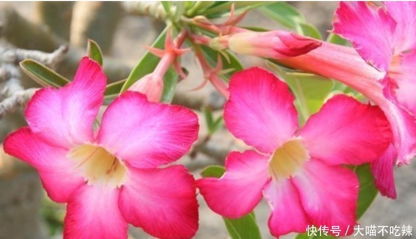 4种花是花卉中的佼佼者,花期长花量大,满屋飘香!