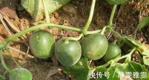 人到中年想长寿,以下食物经常吃,清肠排毒,预防便秘,延缓衰老