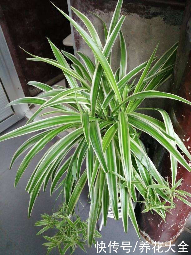 花卉|9种叶子花比花还美,叶子像油画,还特耐阴