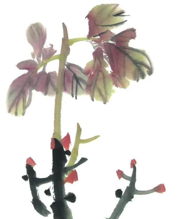 形态|紫、红牡丹花头写意画法与形态参考