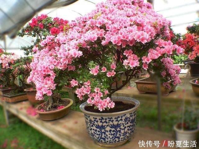 栀子花|4种“娇气”花,公认的难养,一个比一个难伺候,买了也白花钱