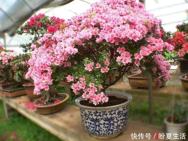 栀子花|4种“娇气”花，公认的难养，一个比一个难伺候，买了也白花钱