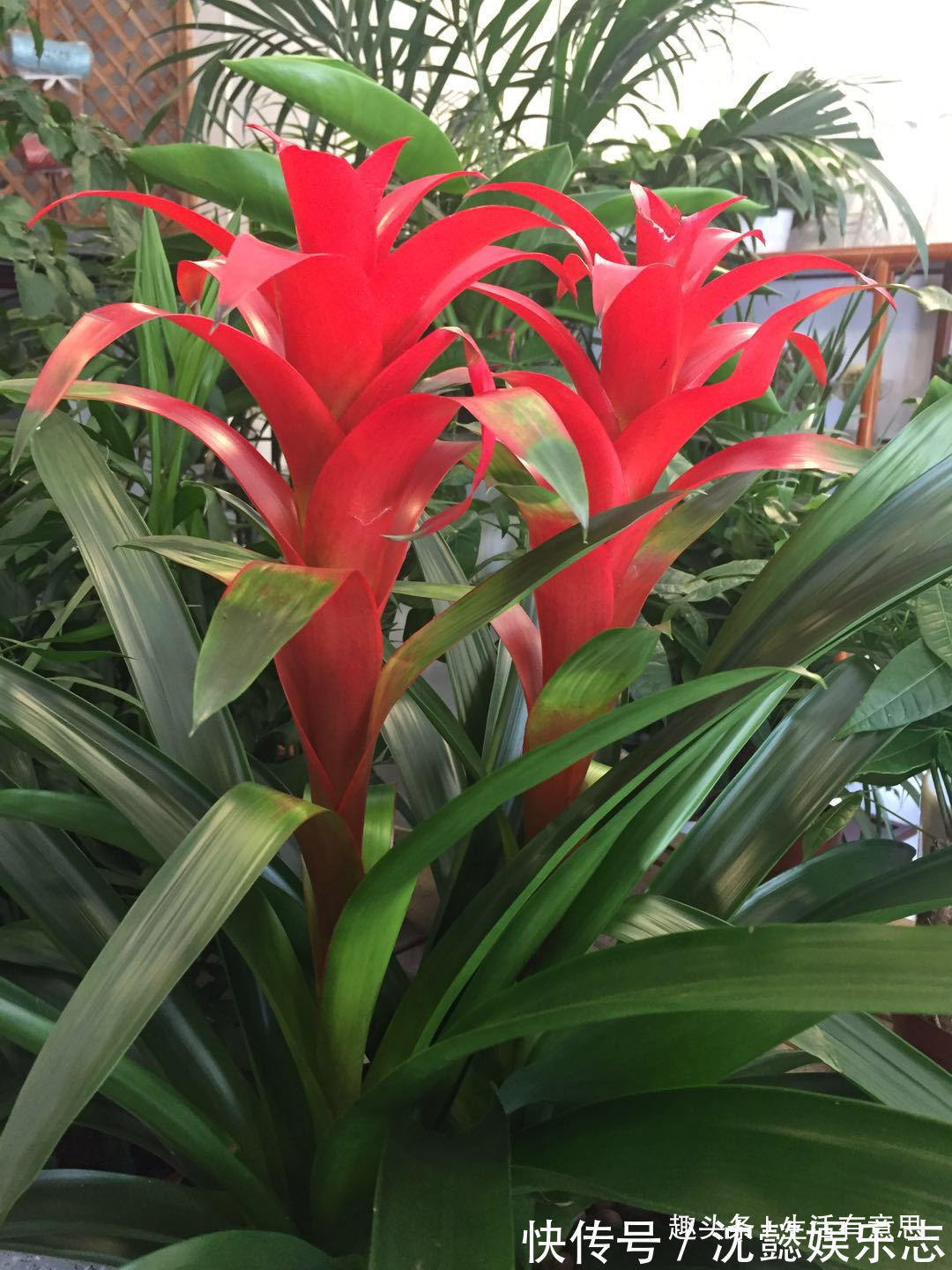 水塔花，旺宅盆栽之首选，一年四季鸿运当头，冬季也能轻松爆盆