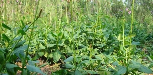 农作物|农村一种野菜人称'紫人参',价值巨大,极其珍贵,你知道它吗?