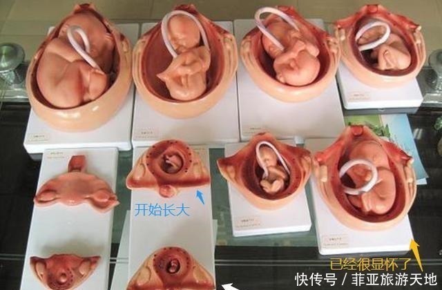 肚子|准妈妈肚子何时“偷偷”变大的孕期是否显怀,跟4个因素有关