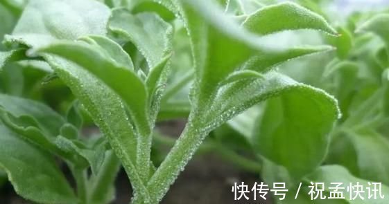 野菜|不管男女過了四十多吃6種野菜，能夠補充身體營養，幫助增強體力