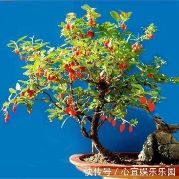 枸杞|没钱买花,野外去挖,插个枝就活,一年变昂贵的盆景,挂满红果果