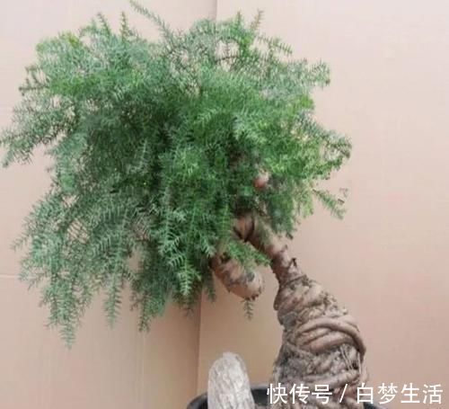 福禄桐|养在客厅里特别霸气的几种大型植物,有的还能养成盆景