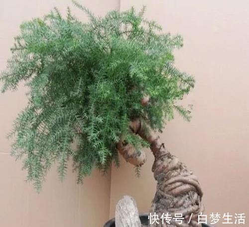 福禄桐|养在客厅里特别霸气的几种大型植物，有的还能养成盆景