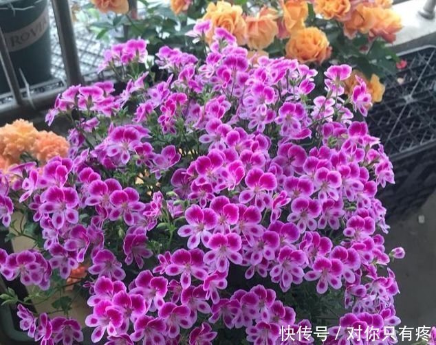 养花就养个花期长的，花大色艳，花开媲美玫瑰，花朵姿态万千，美