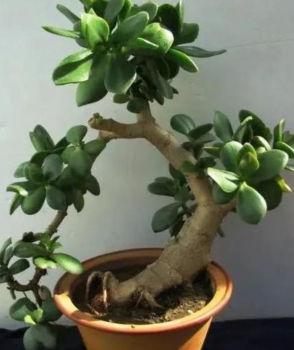 光照|玉树老桩盆景是怎么养成的