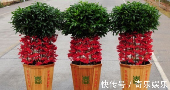 盆栽|家里养3种“镇宅花”,寓意极好,全家兴旺,特别是第二种!