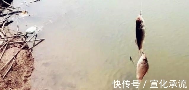 钓法|野钓最容易爆护的钓法,下钩几分钟就上鱼,没五年野钓经验玩不动