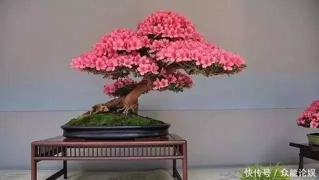 也许你不需要一个庭院就能有一个园林