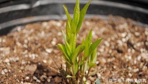 君子兰都是施肥施死的？牢记这4点，君子兰花开爆盆