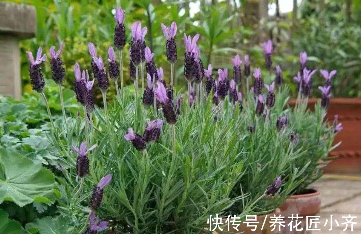 5种“健康花”,现在种养好它,夏天可有“大作用”,漂亮又养生