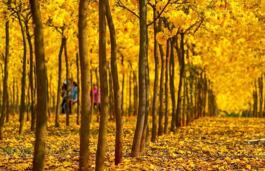 云南开远：黄花风铃美出圈（图）