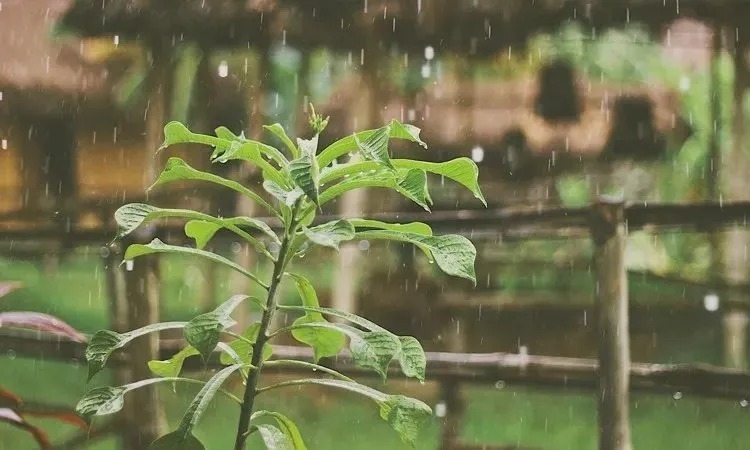 失眠|40岁的白居易想起初恋,半夜失眠,写出一场千年来最凄美的夜雨
