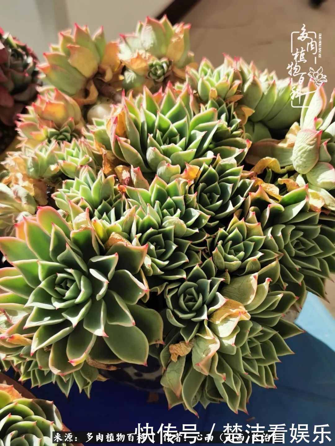 三色堇|懂得珍惜的人,才值得拥有更多美好的事物!养多肉也是如此!