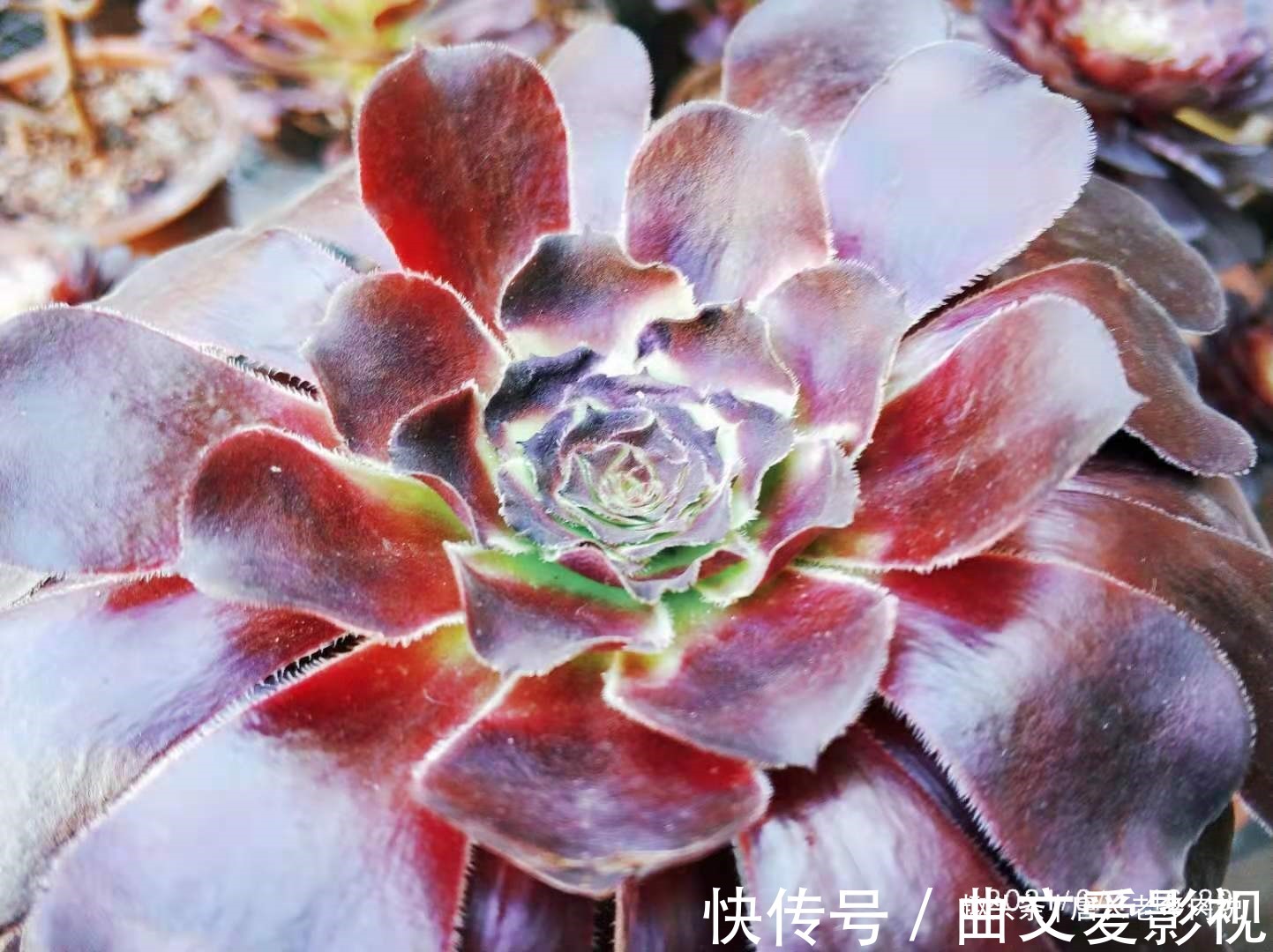 法师|多肉法师的叶片下翻?先判断是否休眠,再检查有没有其它的问题