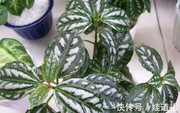 浇花|养花怕用肥不当,就自制这4样肥料,肥效温和持久,特好使