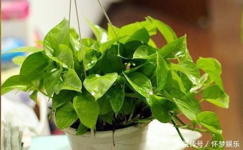 养花老板不愿分享的秘密简单几招,不黄叶,花开满盆