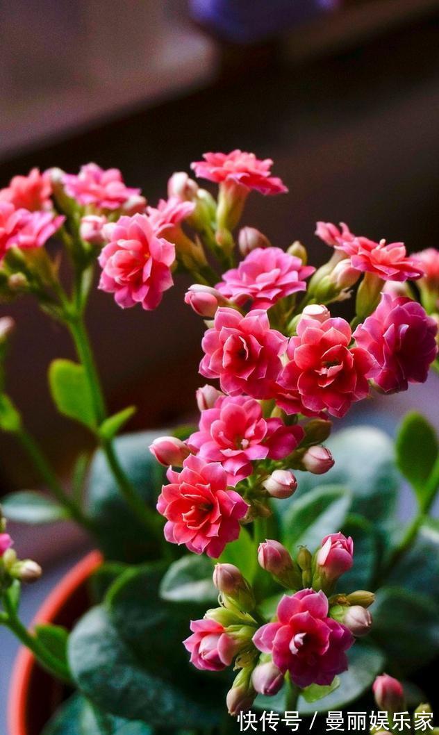 盆栽长寿花,即将“休眠期”,夏天“别踩坑”,睡醒开花多