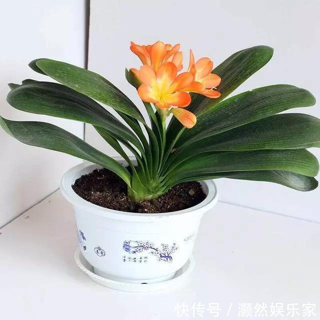 花盆|家里养的花叶子发黄可以给它换换土，此几种花不换土不易活