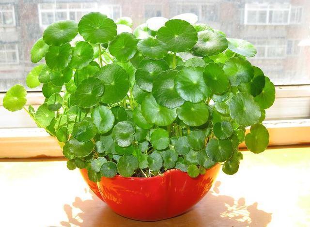 爆盆|养花别只是浇水,花都浇死了,老花农教你1诀窍,随便养花都爆盆