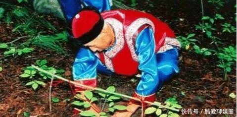  乐坏了|中国人参比黄金贵，西方人乐坏了：我们那漫山遍野都是！