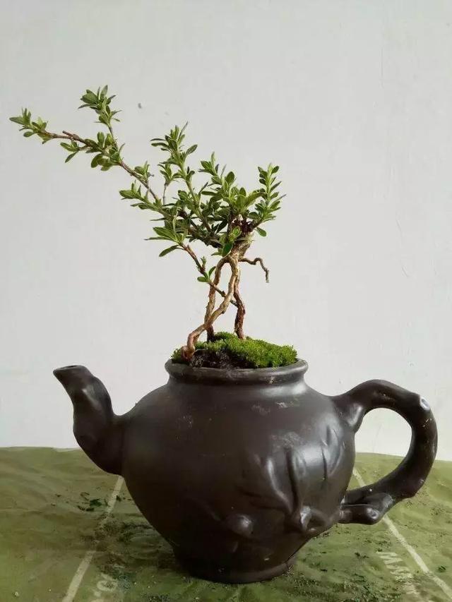 旧茶壶种点花,秒变高端盆景,卖300一个邻居抢着要