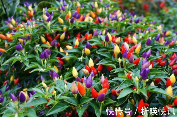 果实|此花是“椒中珍品”,寓意为引人注目,可以为家中带来财运!