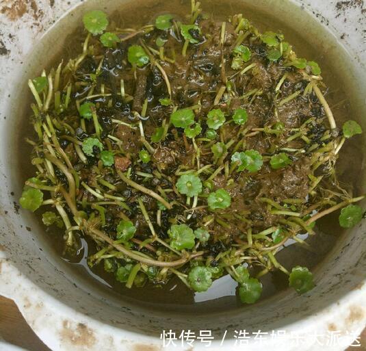 植物|养花要舍得“剪头”，4种花“越剪越旺”，你做对了吗