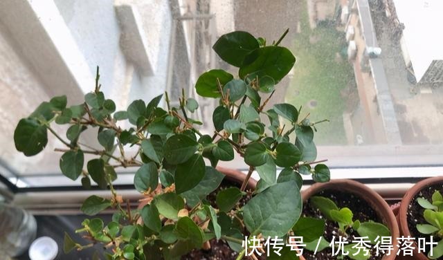 冬天养茉莉,正在“虚弱期”,避开5“惧怕”,开花更劲爆!