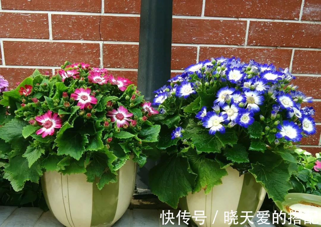 小月季|5种漂亮花,都是“激素花”,好看难养活,开完花就扔