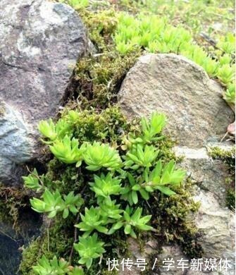 农村常见的“1种野草”,看到别铲除,挖1棵回家,做盆栽很漂亮!