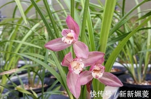 冬不湿|要想兰花养得好,这5步少不了,根正苗红就是这么养出来的